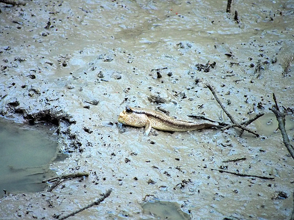 Mud Skipper