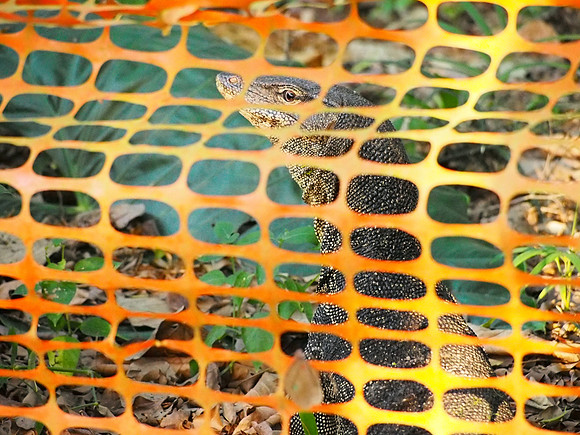 Civilisation and Monitor Lizard