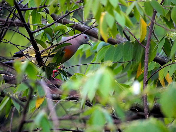 Pink Necked Green Pigeon