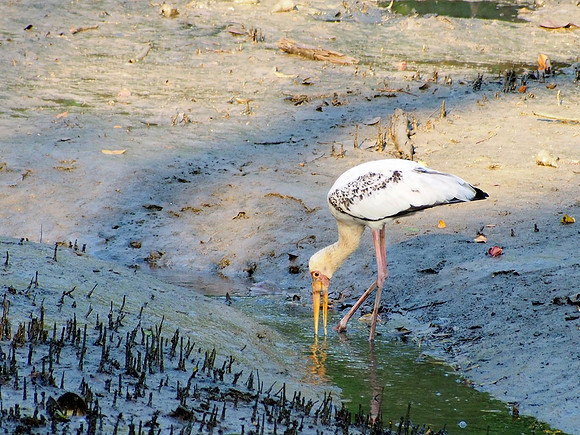 Milky Stork