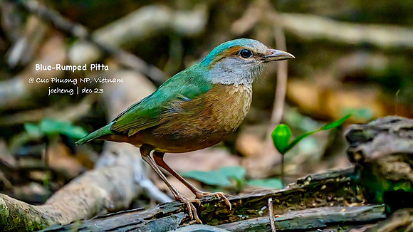 Blue Rumped Pitta #4
