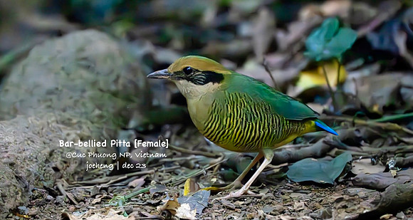 Bar-bellied Pitta [F] #2