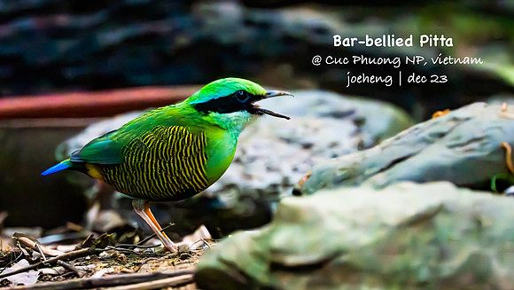 Bar-bellied Pitta #5