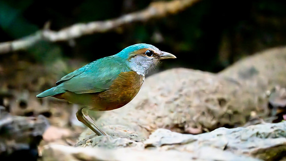 Blue-Rumped Pitta #2
