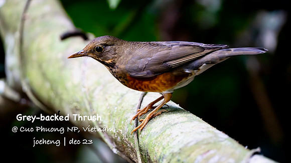 Grey-backed Thrush #2