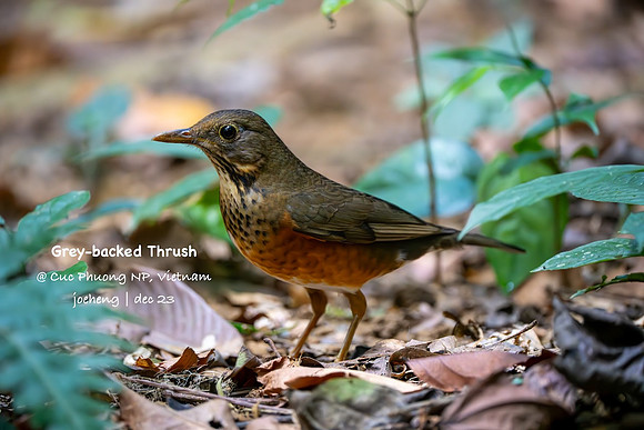 Grey-backed Thrush #1