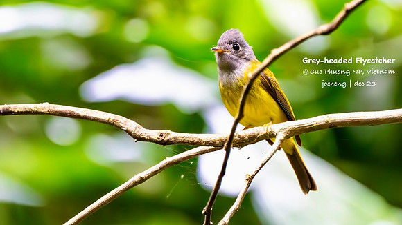 Grey-headed flycatcher #1