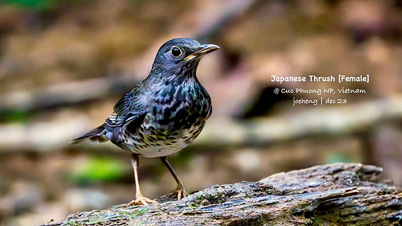 Japanese Thrush #3