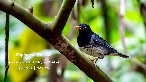 Japanese Thrush #5