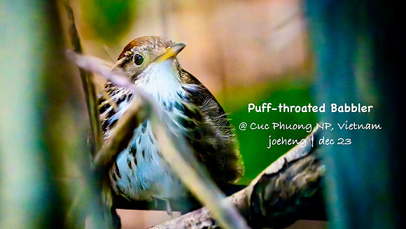 Puff-throated Babbler #5