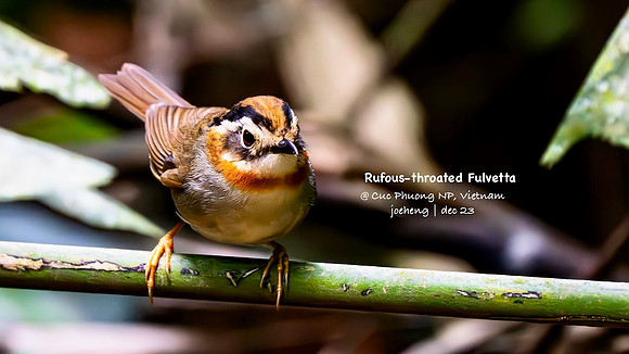Rufous-throated Fulvetta #2