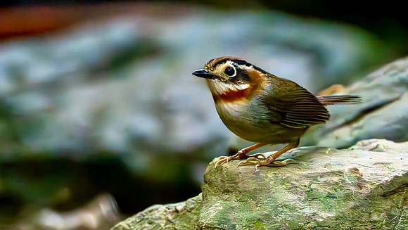 Rufous-throated Fulvetta #4