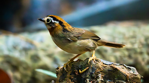 Rufous-throated Fulvetta #5