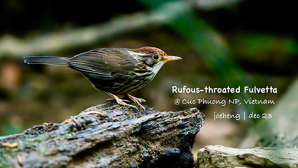 Rufous-throated Fulvetta #7