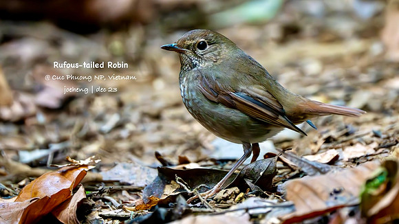 Rufus-tiled Robin #1