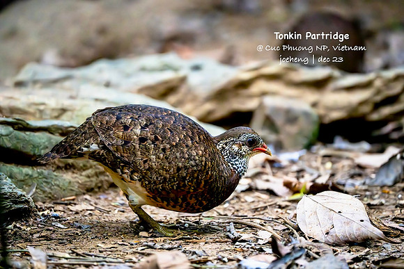 Scaly-breasted Partridge (Tonkin) #1