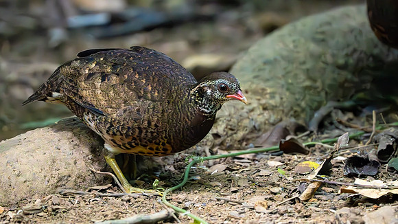Tonkin Partridge #3