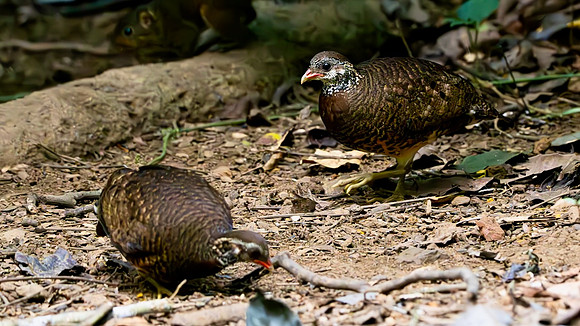 Tonkin Partridge #5