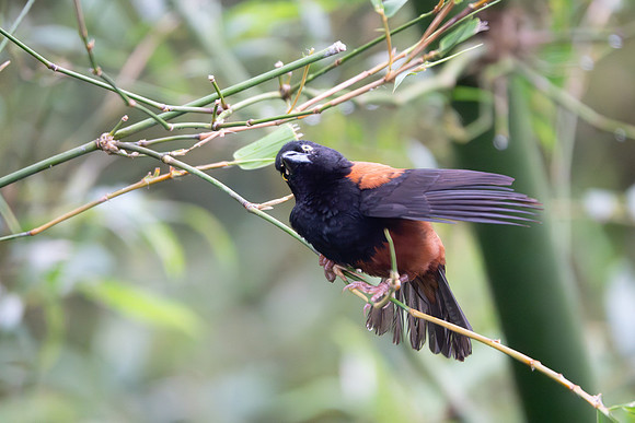 Chestnut & Black Weaver