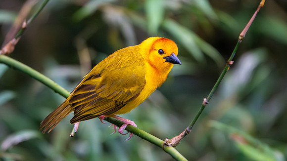 Taveta Weaver