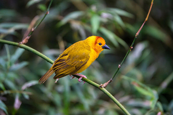 Taveta Weaver