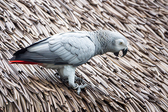 Grey Parrot