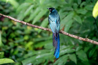 Long-tailed Glossy Starling