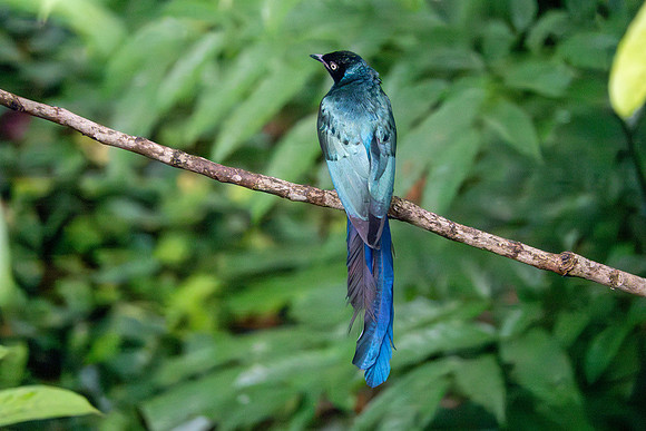 Long-tailed Glossy Starling