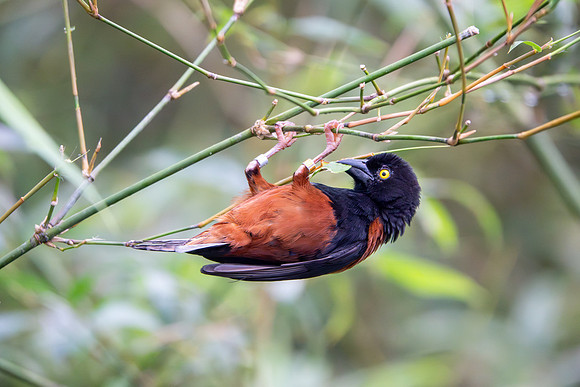 Chestnut & Black Weaver