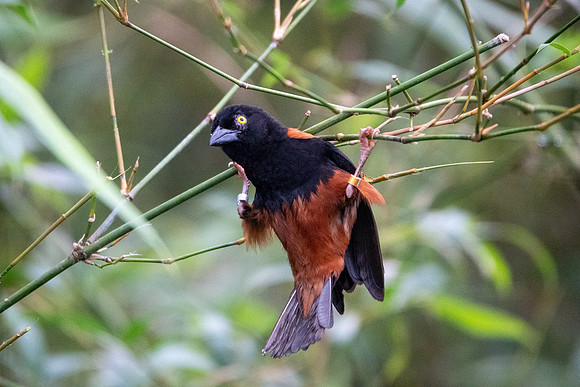 Chestnut & Black Weaver