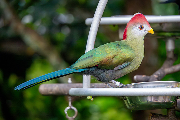 Red-Crested Turaco
