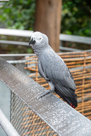 Grey Parrot