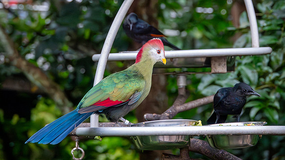 Red-Crested Turaco