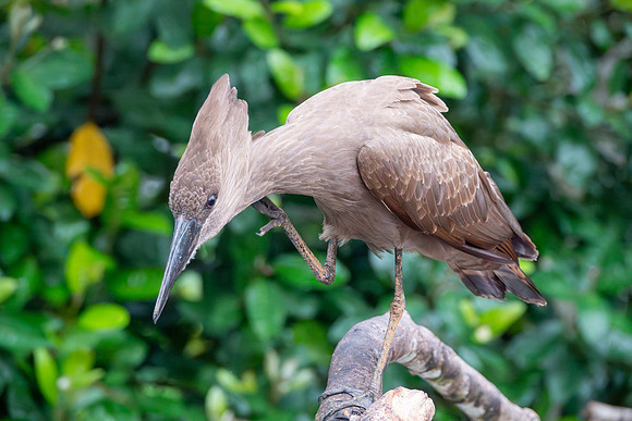Hamerkop