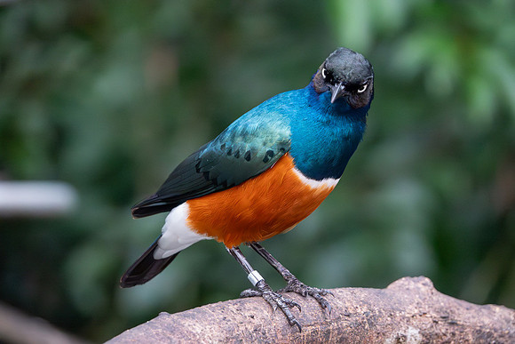 Superb Starling