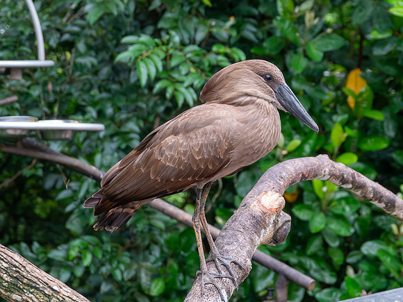 Hamerkop