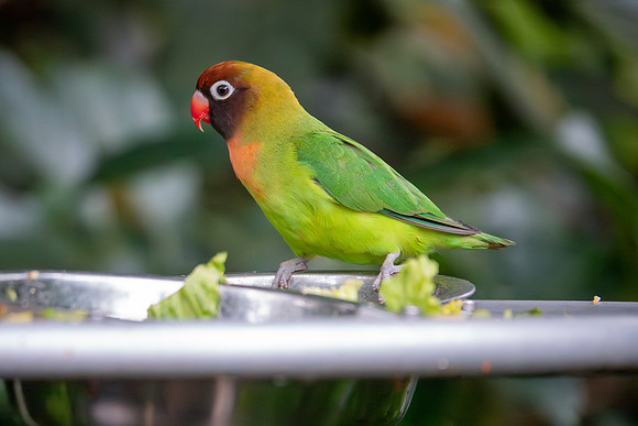 Black-cheeked Lovebird