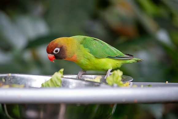 Black-cheeked Lovebird