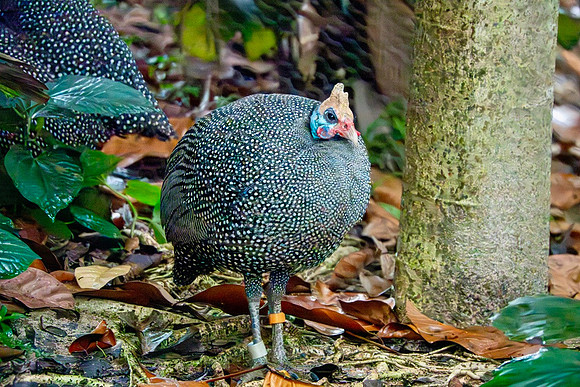 Numida Meleagris