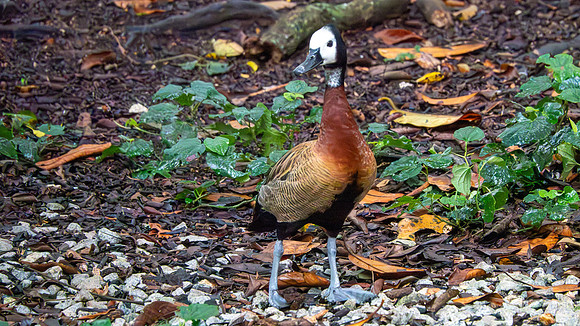 White-faced Whistling Duck