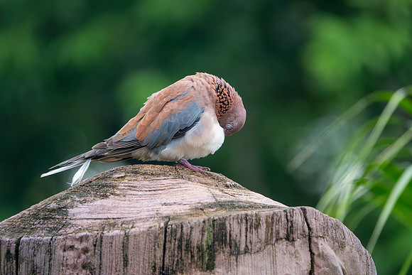Laughing Dove