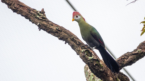 Red-Crested Turaco