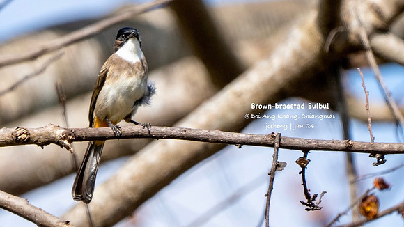 Brown-breasted Bulbul #3