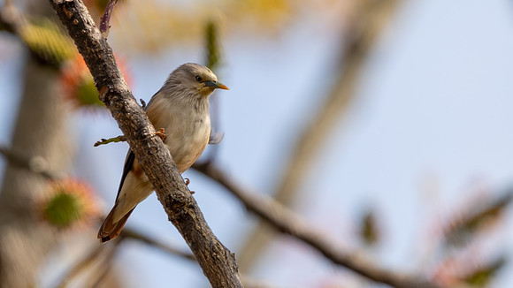 Chestnut-tailed Starling #1