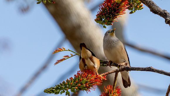 Chestnut-tailed Starling #3