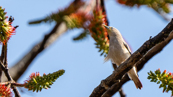 Chestnut-tailed Starling #2