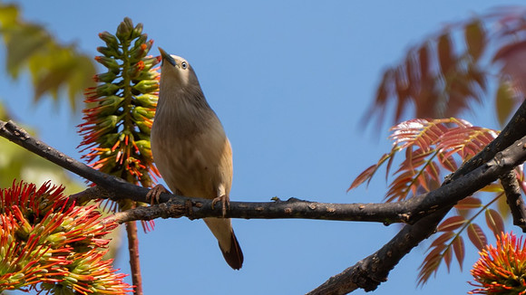 Chestnut-tailed Starling #4