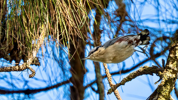 Chestnut-vented Nuthatch #1
