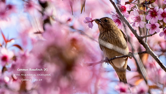 Common Rosefinch #2