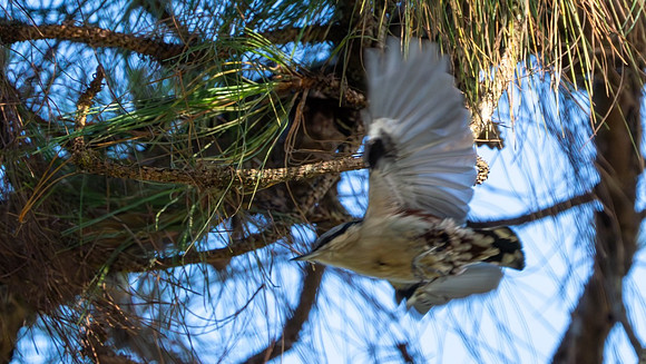 Chestnut-vented Nuthatch #2